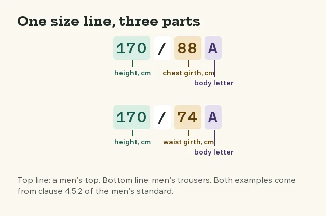Diagram of size lines 170/88A and 170/74A split into height, girth and body letter